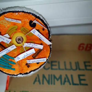 Maquette d'une cellule
