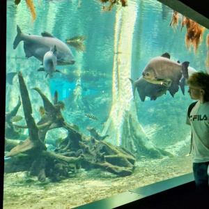 Musée des Sciences Cosmo- Caixa 1